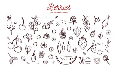 Wild Berries and fruits vector set. Raspberry, Cherry, strawberry, blackberry and other summer harvest. Hand drawn isolated objects on white. Botanical doodle illustration
