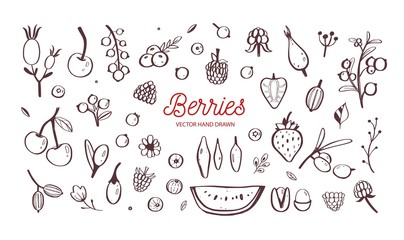 Wild Berries and fruits vector set. Raspberry, Cherry, strawberry, blackberry and other summer harvest. Hand drawn isolated objects on white. Botanical doodle illustration