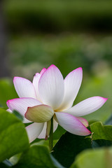 Obraz premium 蓮の花