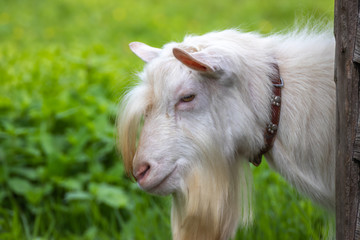 Obraz premium ヤギのポートレート