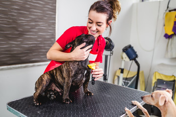 Female groomer brushing French bulldog at grooming salon.