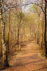 Fototapeta premium Dry forest pathway nature background