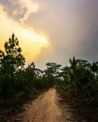 Pathway in forest and the sunlight on the sky nature background