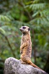 ミーアキャットのポートレート