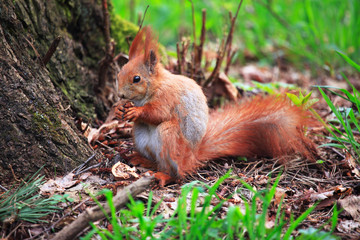 Naklejka na ściany i meble Cute squirrel eating nut. Beautiful squirrel in spring city park