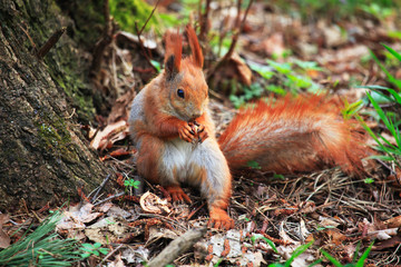 Naklejka na ściany i meble Cute squirrel eating nut. Beautiful squirrel in spring city park