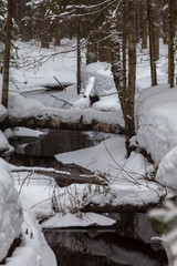 Stream in the snow-covered forest in early spring