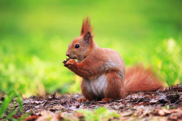 Cute squirrel eating nut. Beautiful squirrel in spring city park