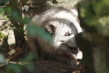 Renard polaire entrain de se reposer sur le sol