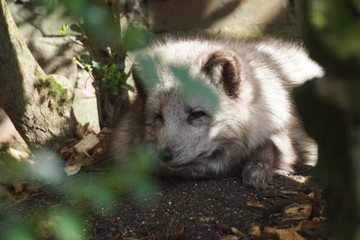 Renard polaire entrain de se reposer sur le sol