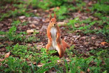 Naklejka na ściany i meble Furry squirrel is standing on two hind legs in the spring city park