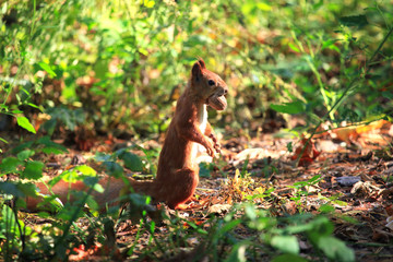 Furry squirrel with the nut in spring City Park