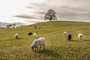 Schafherde auf Hügel mit kahlem Lindenbaum