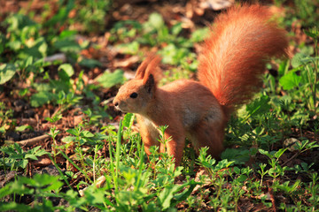 Naklejka na ściany i meble Furry squirrel in spring City Park