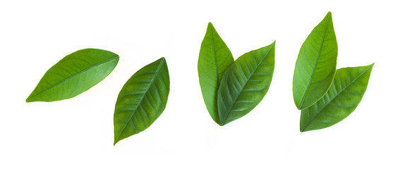 Citrus leaves isolated on white background