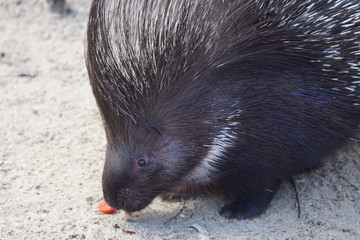 Porc-épic en gros plan en train de manger