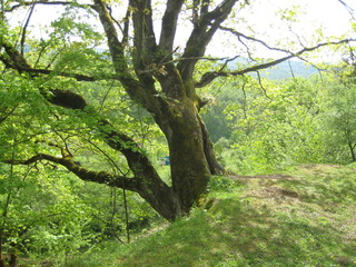 Mountain old oak tree.