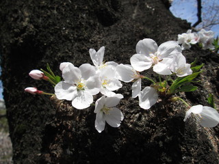 桜