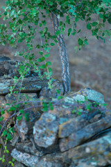 Cork Oak - Alcornoque, Mediterranean forest, Sierra de San Pedro, Cáceres, Extremadura, Spain, Europe