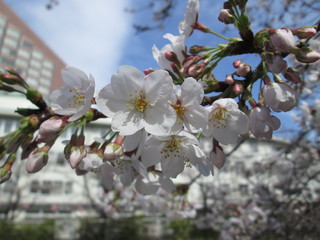桜