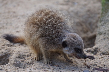 Suricate cherchant de la nourriture dans le sable