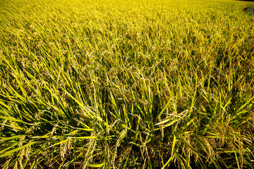 稲穂　秋イメージ