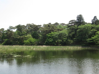 夏の池