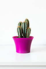 Cactus plant in bright pink flower pot against white wall. House plant on white shelf with copy space.