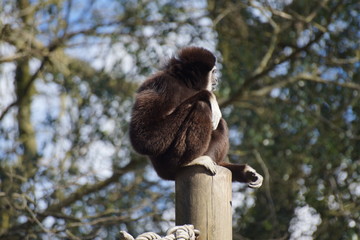 Gibbon à mains blanches