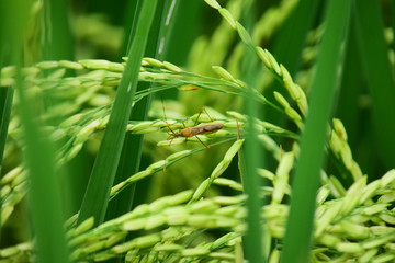 Rice Field - grasshoppers in the rice fields