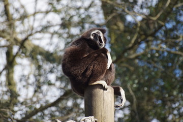 Gibbon à mains blanches