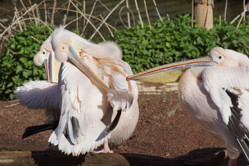 pélican blanc entrain de manger