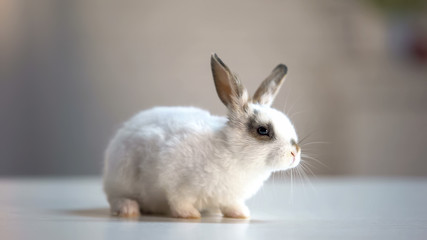 Cute domestic rabbit sitting on table in pet store, good present for children