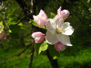 Apple tree blossom.