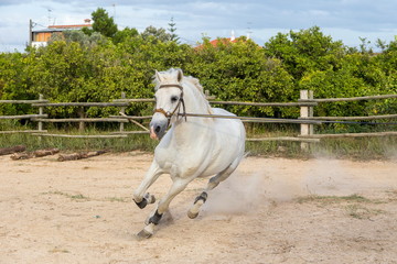 White horse on a leash galloping around a sand riding arena 