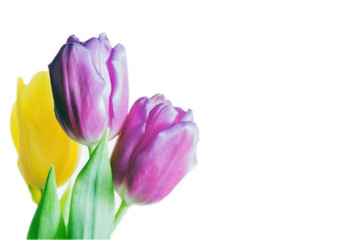 three tulips isolated on white background