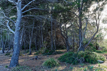 Obraz premium Kiefernwald, Mallorca, Spanien