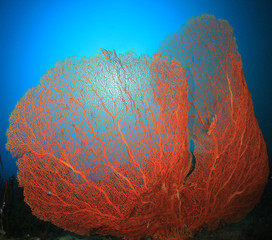Coral reef and fish in Thailand 