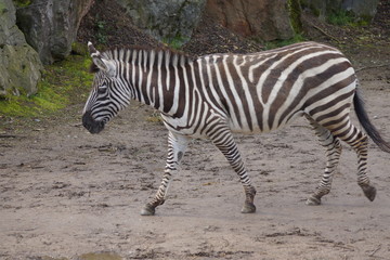 Fototapeta na wymiar zebra walking in the sand with a fence in the background