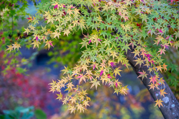 紅葉　秋イメージ