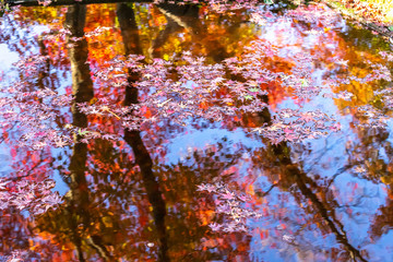 Fototapeta premium 水面と紅葉 秋イメージ