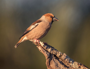 hawfinch, Coccothraustes coccothraustes