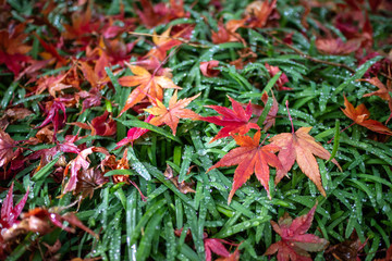 紅葉　秋イメージ