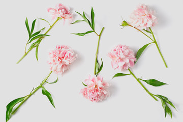 light coral peony flowers on white stone table with copy space for your text top view and flat lay style