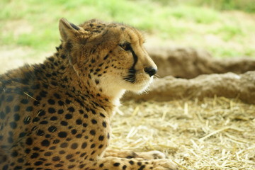 チーター