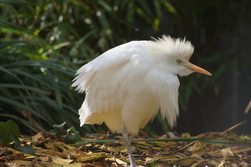 Oiseau blanc avec une crête dans des feuilles mortes