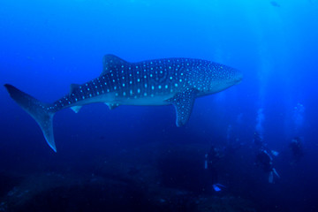 Fototapeta premium Scuba dive with whale shark 