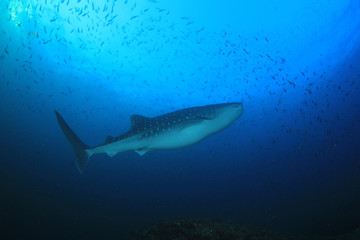 Obraz premium Whale Shark