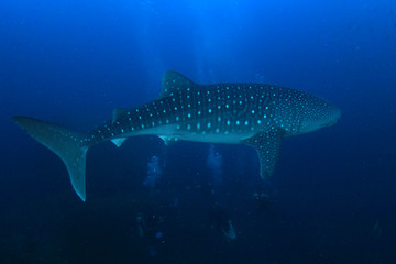 Scuba dive with whale shark 