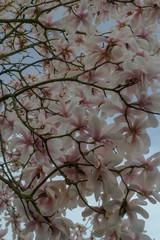 Magnolia at Kew Gardens